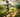 Triathlon star Lucy Gossage aces ultraunning AGAIN with epic course record in top UK race