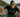 Canadian Athletes Pack the Top Five at Ironman 70.3 Northern California