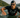Canadian Athletes Pack the Top Five at Ironman 70.3 Northern California