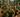 Triathlon Releases 2025 Schedule - University of San Francisco Athletics