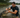 Triathlon coach fights off alligator attack during Ironman practice swim